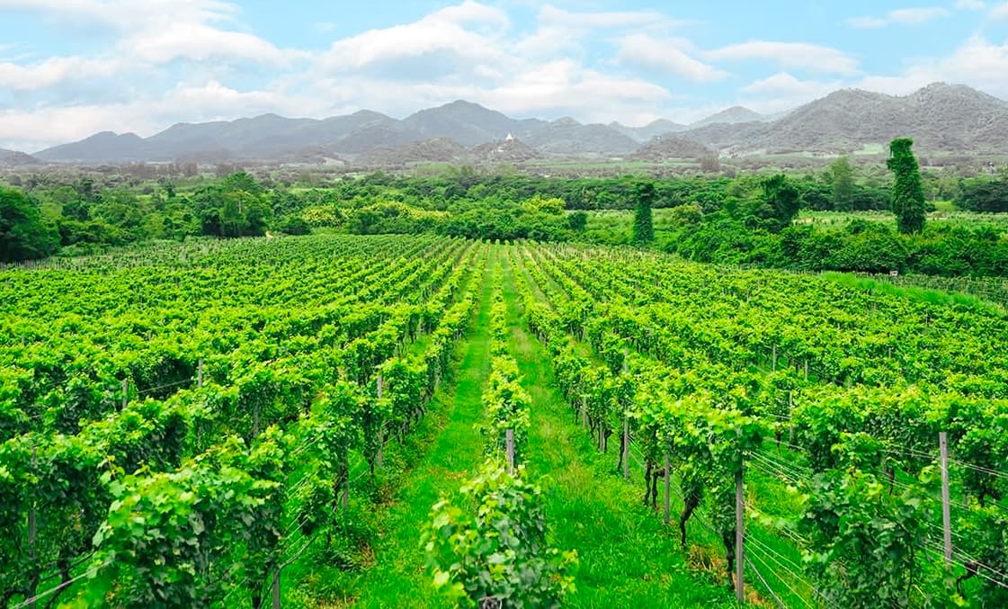 ไร่องุ่นมอนซูนแวลลีย์ (Monsoon Valley Vineyard)