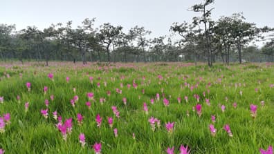 อุทยานแห่งชาติป่าหินงาม