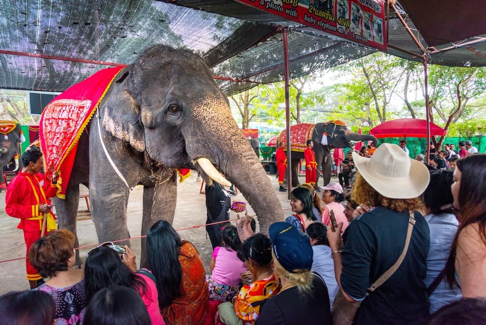 ปางช้างอยุธยา แล เพนียด