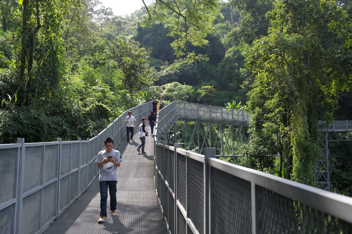 Canopy Walkway