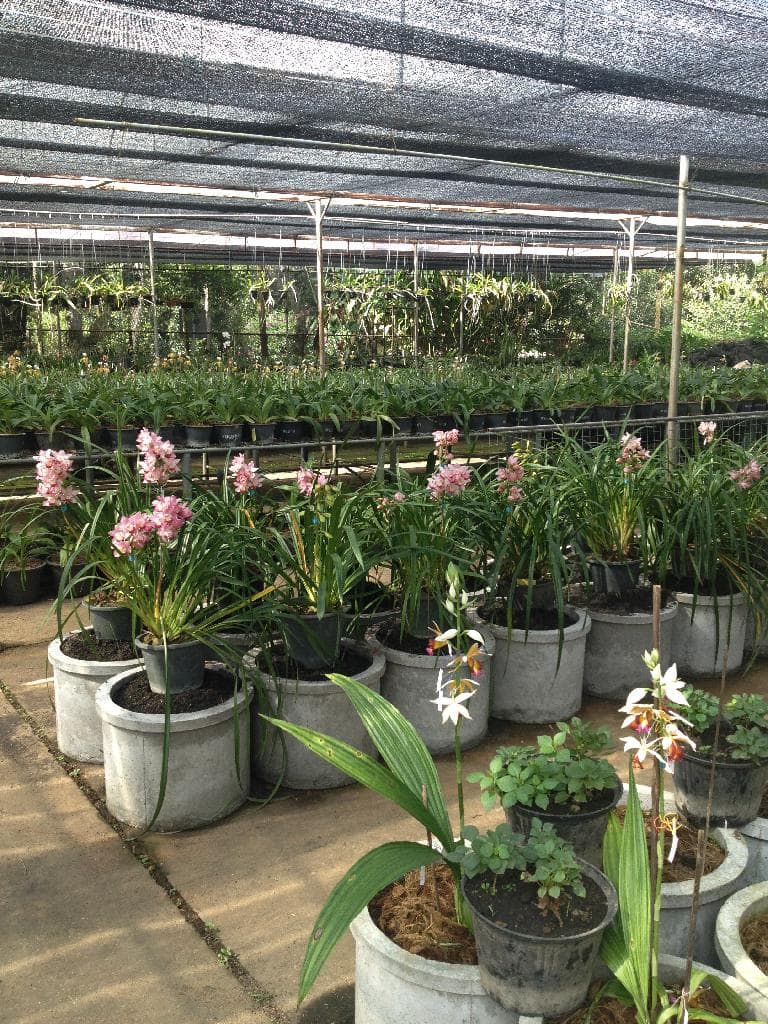 ศูนย์วิจัยและพัฒนาการเกษตร ตาก