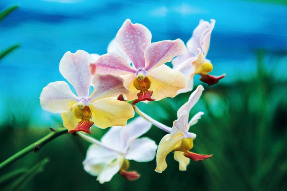 สวนกล้วยไม้หอมอุดรซันไฌน์
