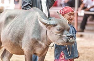 บ้านอนุรักษ์ควายไทย